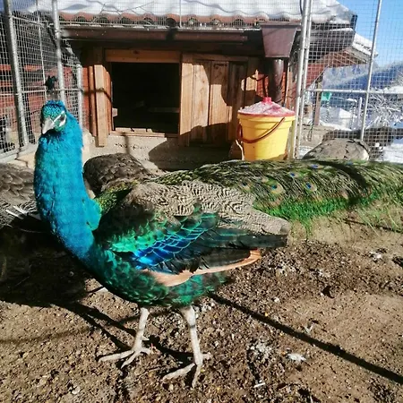 Dolphin Bulgaria 3* Zgorigrad