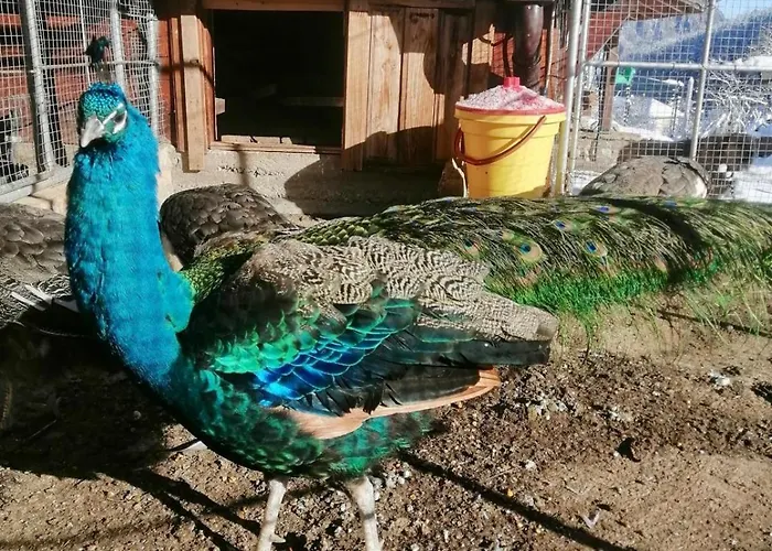 Dolphin Bulgaria 3* Zgorigrad